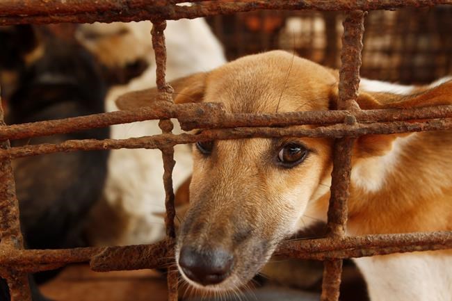 Cambodian butcher quits dog meat trade, shuts slaughterhouse | iNFOnews.ca