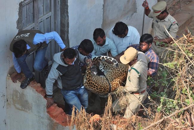 Leopard runs into house before being captured in south India | iNFOnews.ca
