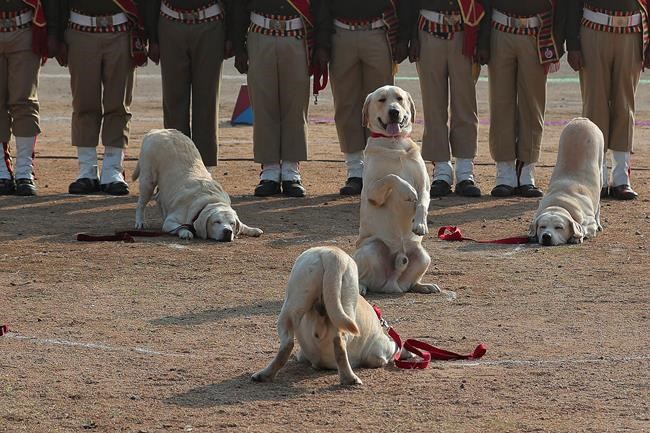 India celebrates Republic Day with military parade | iNFOnews.ca India celebrates Republic Day with military parade | iNFOnews.ca