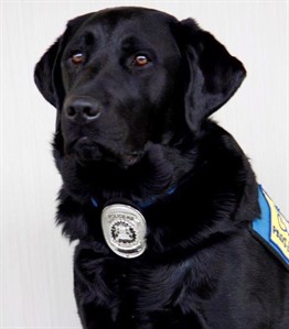 Judge allows Calgary police dog to sit with child witnesses in sex abuse trial | iNFOnews.ca Judge allows Calgary police dog to sit with child witnesses in sex abuse trial | iNFOnews.ca