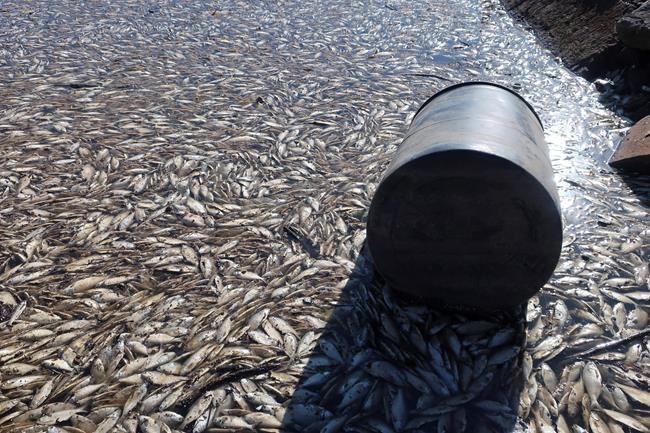 Dead fish appear as eastern Iowa marina thaws | iNFOnews.ca