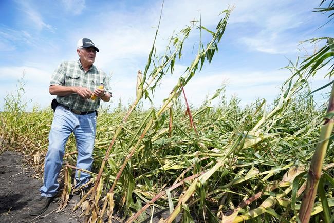 Iowa farmers unsure what's next after winds flatten corn | iNFOnews.ca Iowa farmers unsure what's next after winds flatten corn | iNFOnews.ca