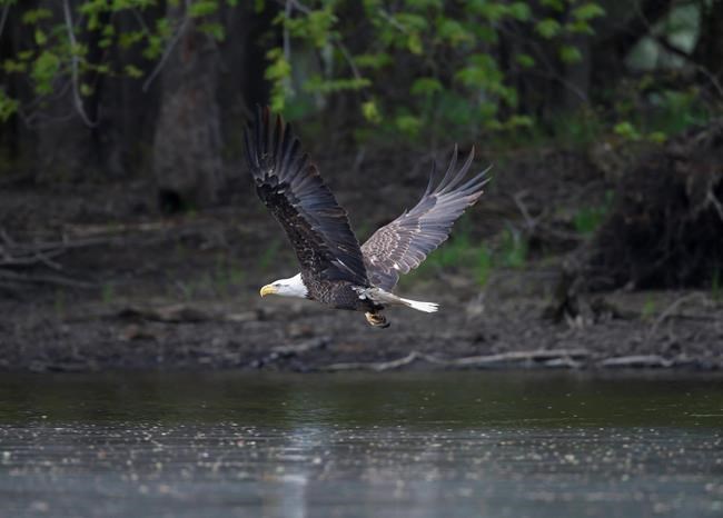 New federal rule would permit thousands of eagle deaths | iNFOnews.ca