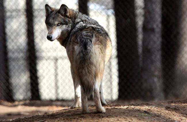 The Latest: US official says wolf population has recovered | iNFOnews.ca The Latest: US official says wolf population has recovered | iNFOnews.ca