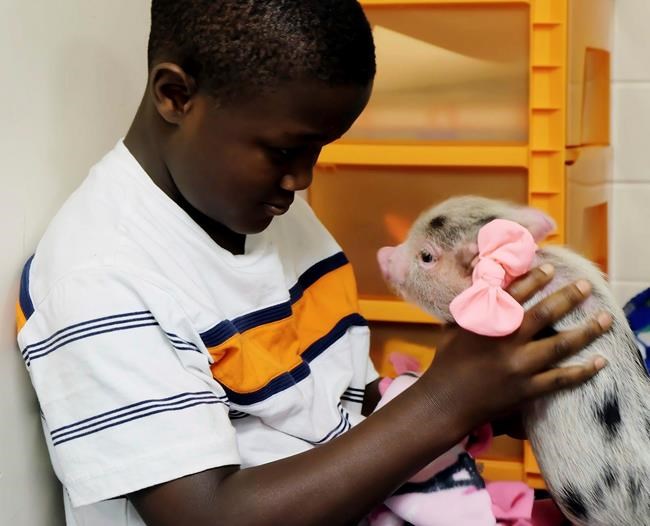 Iowa elementary school uses therapy pig to improve learning | iNFOnews.ca