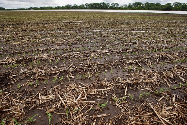 Soggy fields leave Midwestern farmers with few good answers | iNFOnews.ca CP658748257