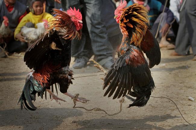 Rooster kills Indian man during banned cockfight | iNFOnews.ca