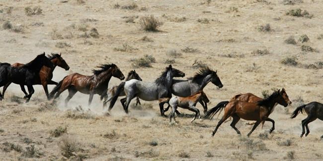 Lethal measures off table for controlling wild horse herds | iNFOnews.ca Lethal measures off table for controlling wild horse herds | iNFOnews.ca