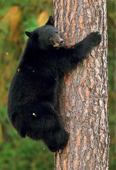 Forest Service opposes bear-baiting ban in Idaho, Wyoming | iNFOnews.ca