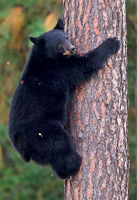 Judge allows lawsuit to ban bear baiting in Idaho, Wyoming | iNFOnews.ca