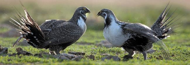Sage grouse numbers continue to drop in Idaho | iNFOnews.ca