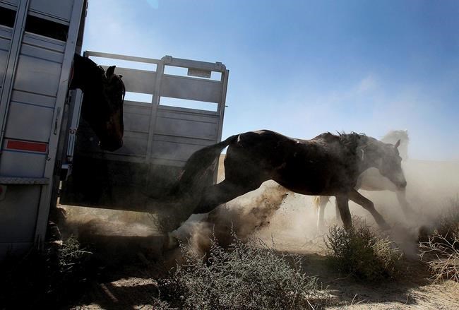 Appeal seeking Idaho horse herd sterilization is dismissed | iNFOnews.ca