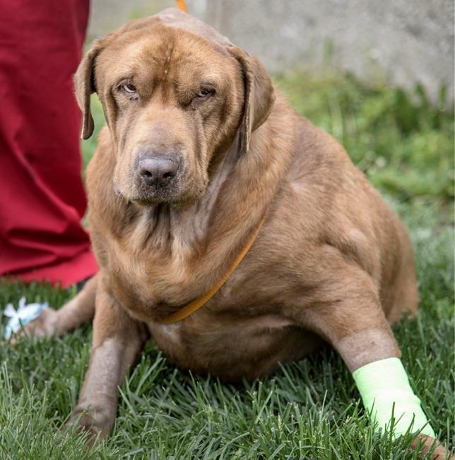 Dog rescued after he was shot, tied up and mouth taped shut | iNFOnews.ca