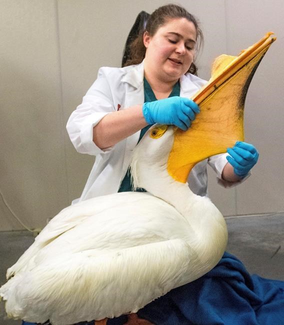 Surviving pelican released month after 5 others shot dead | iNFOnews.ca