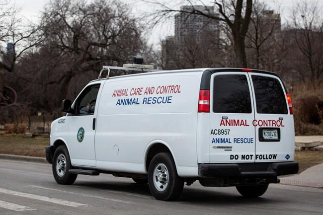 Official: DNA test to determine if coyote bit Chicago child | iNFOnews.ca Official: DNA test to determine if coyote bit Chicago child | iNFOnews.ca