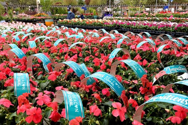 Tearful reunions mark second Mother's Day under pandemic | iNFOnews.ca Tearful reunions mark second Mother's Day under pandemic | iNFOnews.ca