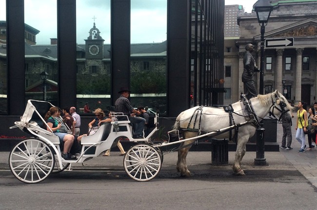 Photos of a fallen caleche horse have some Montrealers calling for a ban | iNFOnews.ca CP33885678