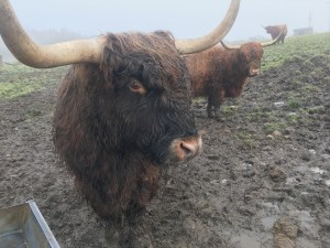 Highland cows stand in a muddy field.