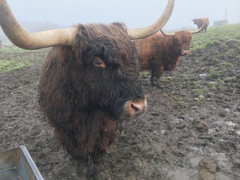 Highland cows stand in a muddy field.