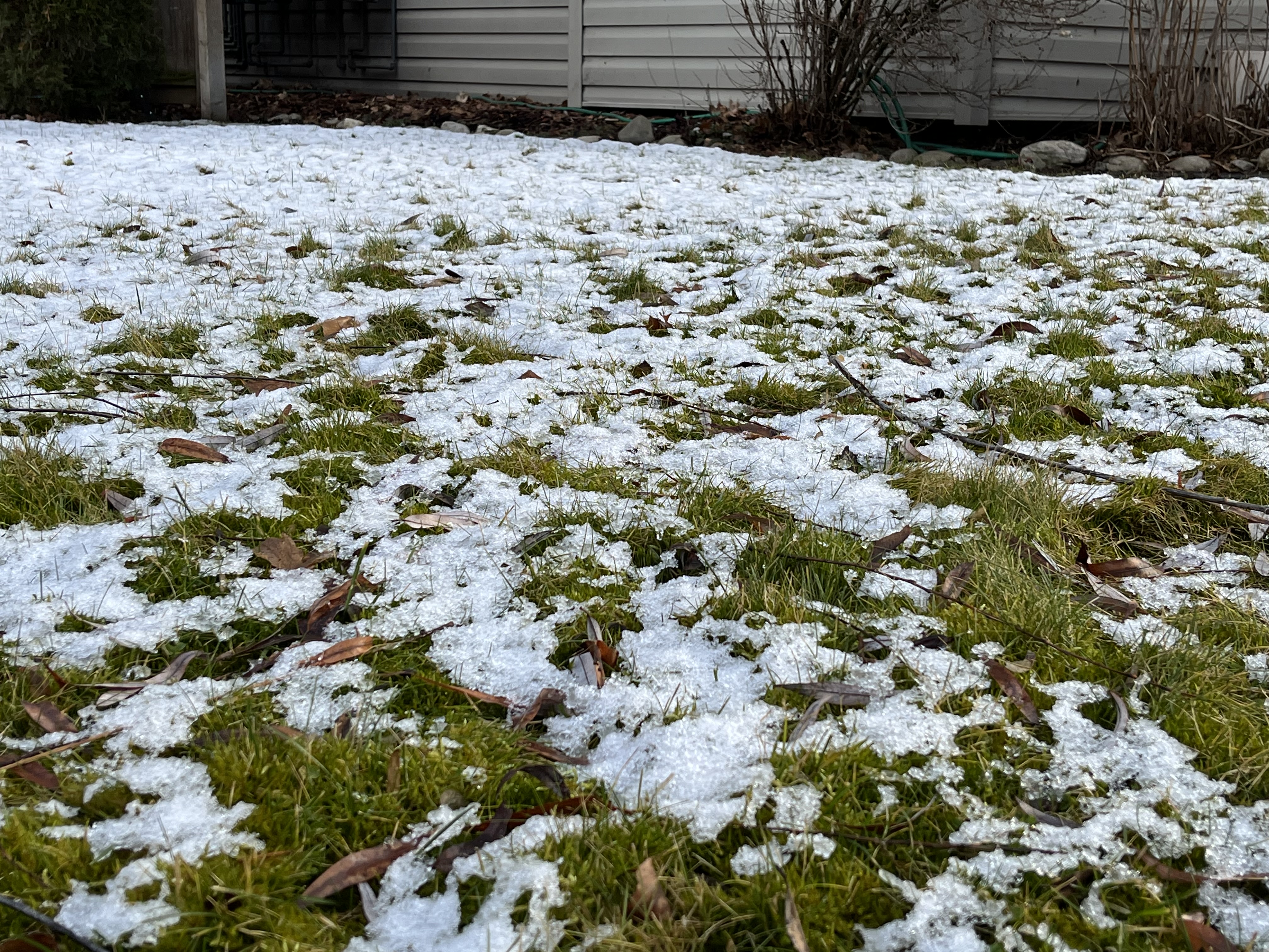 Snow melting on a lawn.