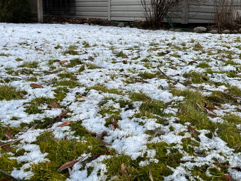 Snow melting on a lawn.