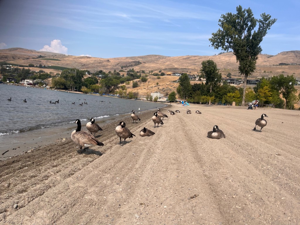 A cull almost eradicated them, but a year later Canada geese returning to Vernon beach | iNFOnews.ca A cull almost eradicated them, but a year later Canada geese returning to Vernon beach | iNFOnews.ca