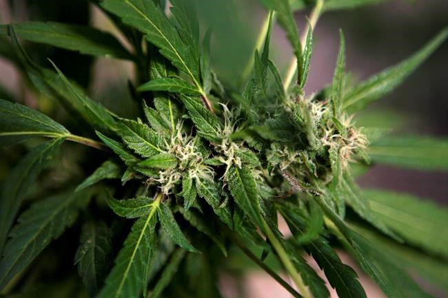 Israeli Cabinet approves medical marijuana exports | iNFOnews.ca