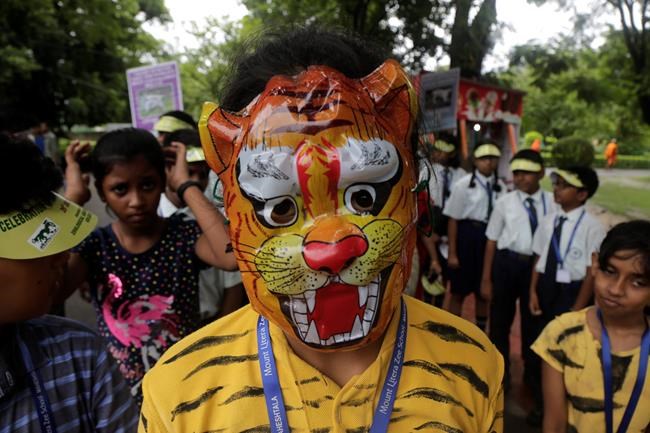 India's tiger population rises to nearly 3,000 | iNFOnews.ca