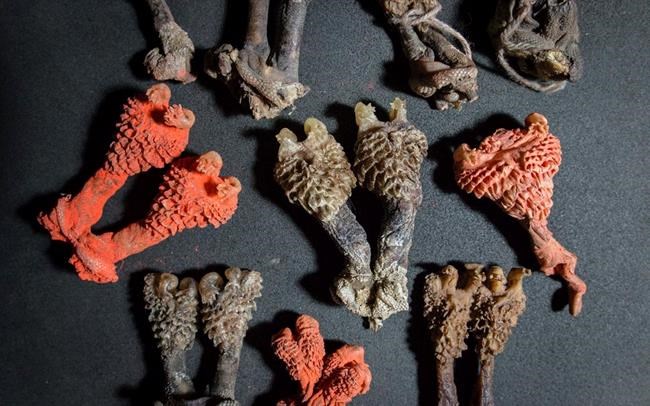 Dried lizard penises from India sold as good luck charms | iNFOnews.ca Dried lizard penises from India sold as good luck charms | iNFOnews.ca