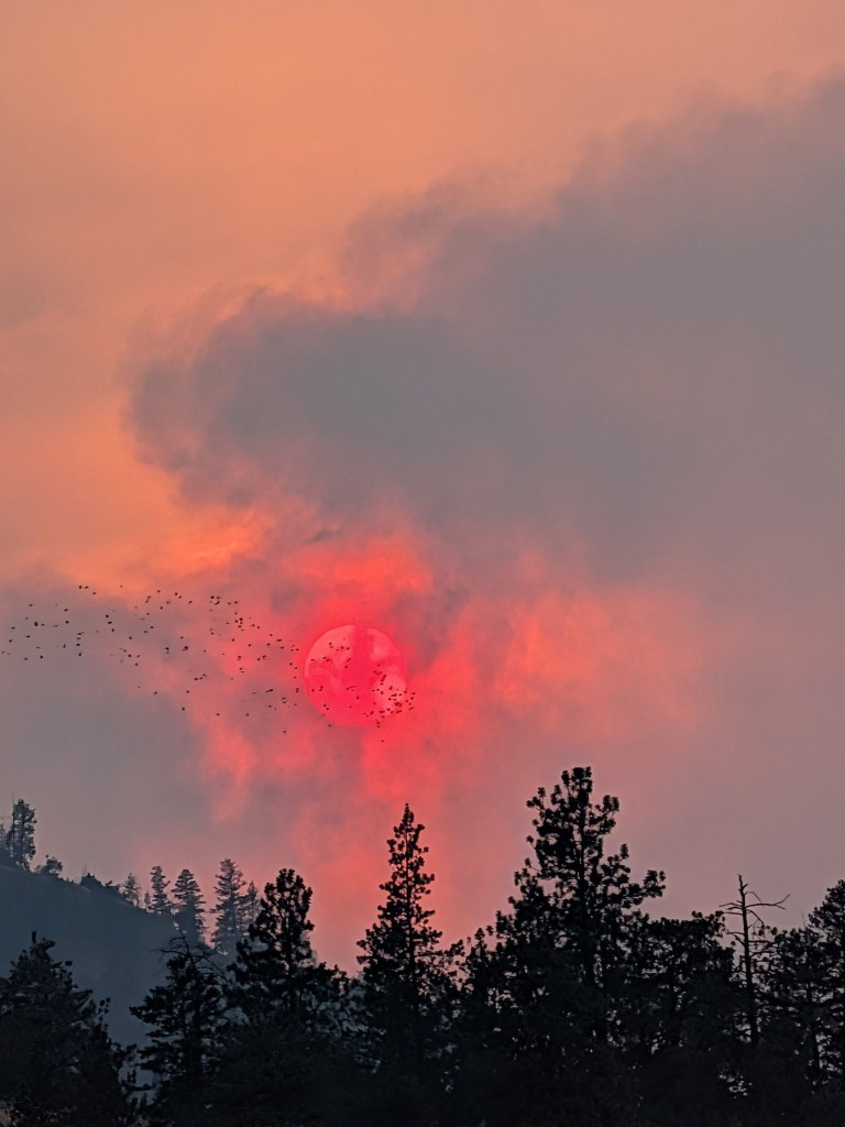 iN PHOTOS: Looking back at smoke-filled skies in Thompson-Okanagan | iNFOnews.ca iN PHOTOS: Looking back at smoke-filled skies in Thompson-Okanagan | iNFOnews.ca