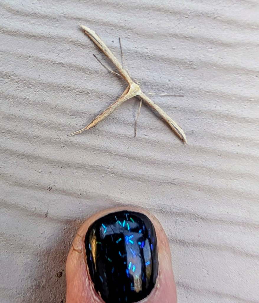 iN PHOTOS: Bizarre looking insects emerge in Thompson-Okanagan | iNFOnews.ca