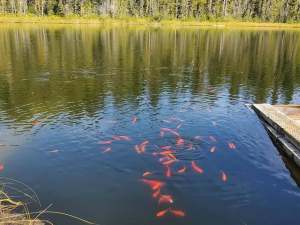 A school of goldfish are seen in a mountain lake.
