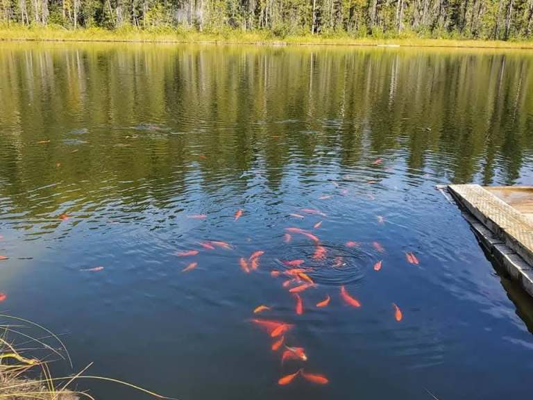A school of goldfish are seen in a mountain lake.