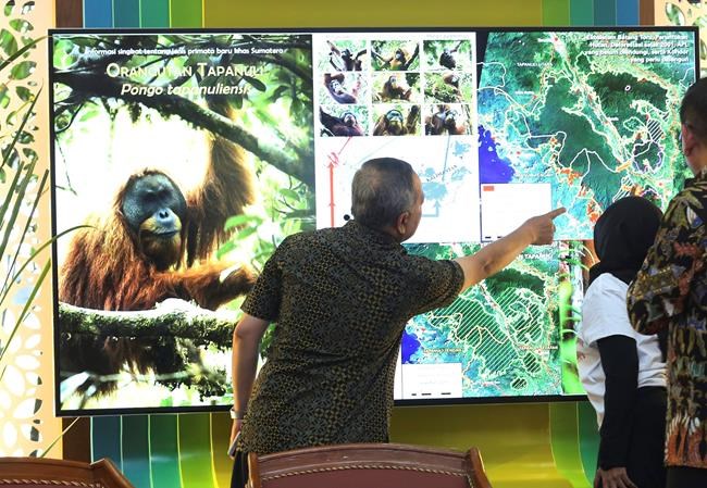 Scientists say Chinese-backed dam risks orangutan habitat | iNFOnews.ca Scientists say Chinese-backed dam risks orangutan habitat | iNFOnews.ca