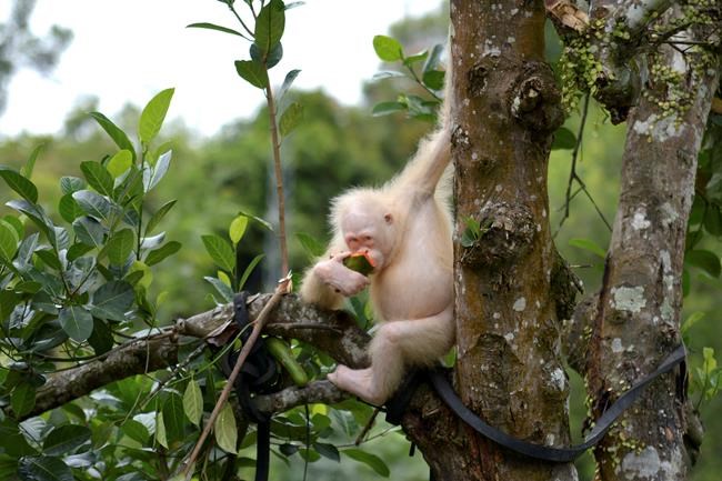 Foundation to create special reserve for albino orangutan | iNFOnews.ca