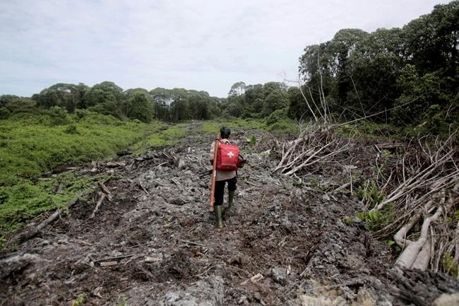 Greenpeace leaves sustainable wood certification group | iNFOnews.ca CP1991688423