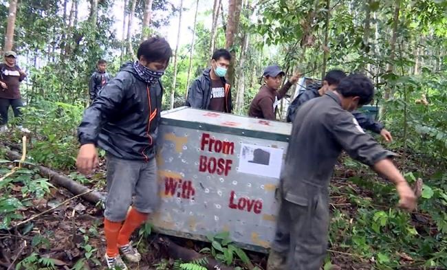 Rehabilitated orangutans freed in Borneo as species dwindles | iNFOnews.ca Rehabilitated orangutans freed in Borneo as species dwindles | iNFOnews.ca