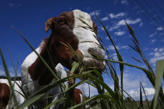Alberta air force base to use goats, sheep to chew down unwanted vegetation | iNFOnews.ca Alberta air force base to use goats, sheep to chew down unwanted vegetation | iNFOnews.ca