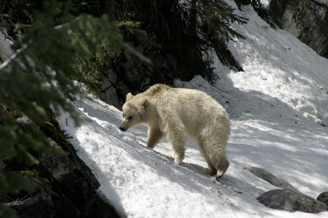 Concerns raised as people crowd rare white grizzly in Banff and Yoho parks | iNFOnews.ca Concerns raised as people crowd rare white grizzly in Banff and Yoho parks | iNFOnews.ca
