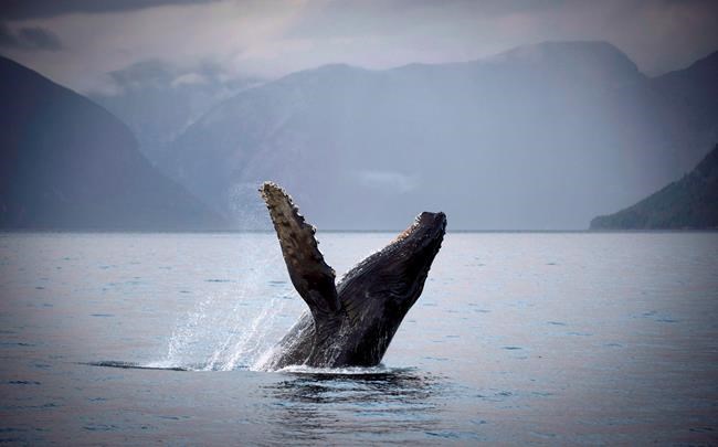 B.C. announces $3.5-million fund to clean up shores of central coast | iNFOnews.ca