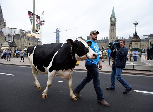 Milk producers protest on Parliament Hill in favour of supply management | iNFOnews.ca CP1878934585