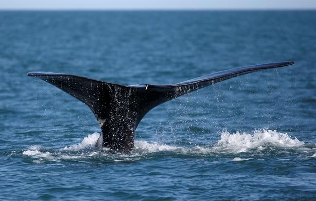 Canadian population of at-risk species declined over last 50 years, WWF says | iNFOnews.ca