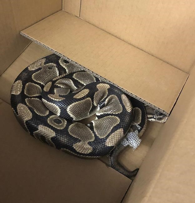 Ball python that went missing in Victoria found hiding under vehicle | iNFOnews.ca Ball python that went missing in Victoria found hiding under vehicle | iNFOnews.ca