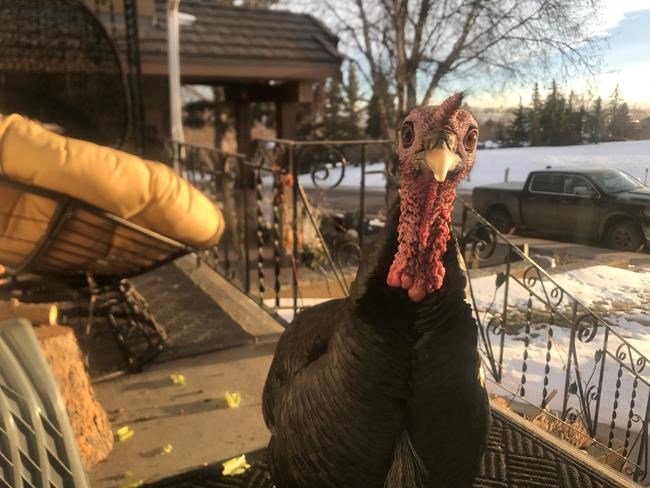 Calgary's Turk the turkey presumed dead in apparent coyote attack | iNFOnews.ca