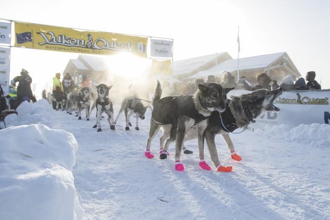 Canadian leg of Yukon Quest dog-sled race is cancelled due to pandemic | iNFOnews.ca