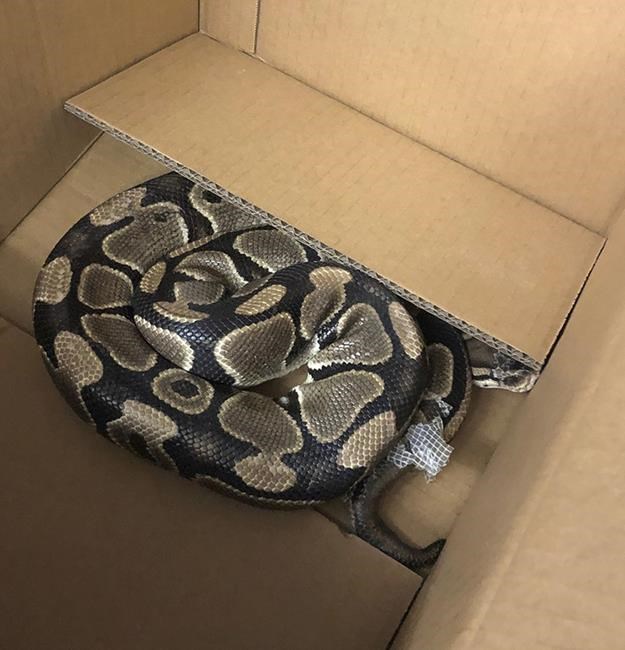 Second bid for freedom proves fatal for ball python near Victoria | iNFOnews.ca