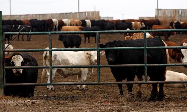 Pandemic causing 'unprecedented' threat to beef and pork producers: industry | iNFOnews.ca Pandemic causing 'unprecedented' threat to beef and pork producers: industry | iNFOnews.ca