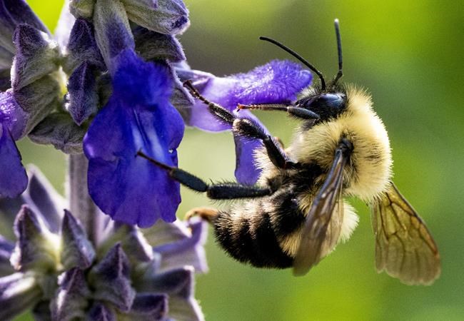 Lack of bees, pollination limiting crop yields across U.S., B.C., study finds | iNFOnews.ca CP2119781229