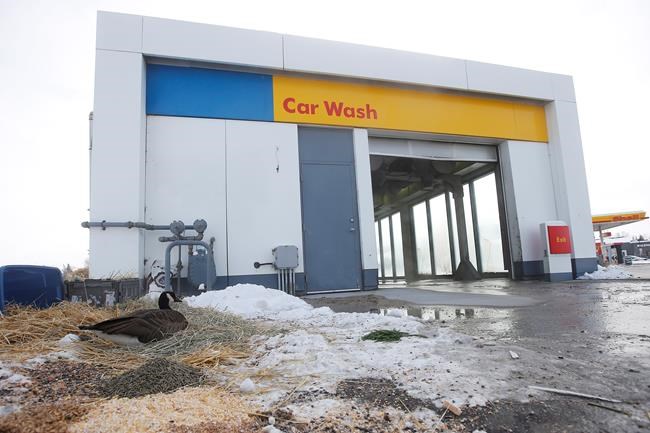 Wild goose chase: Bird spending winter at Winnipeg car wash evades capture | iNFOnews.ca