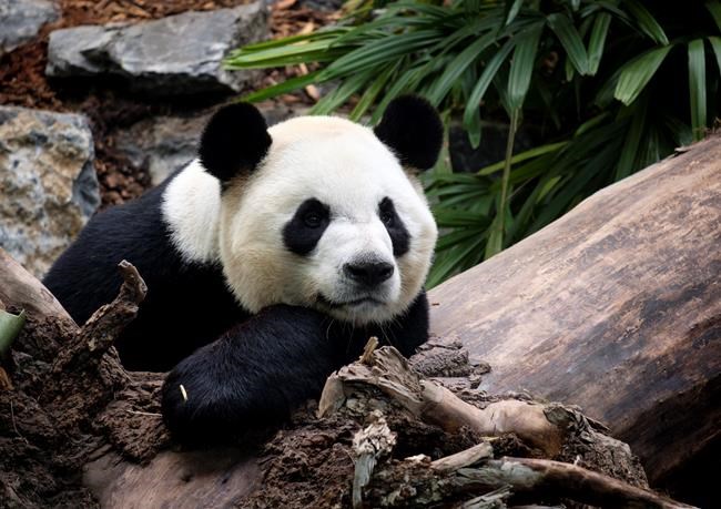 Fanfare greets furry foursome: Giant panda family makes its Calgary Zoo debut | iNFOnews.ca